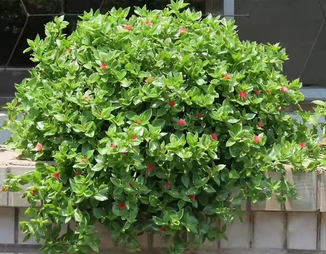 花卉绿植盆栽有什么推荐（100种室内盆栽花草图鉴）