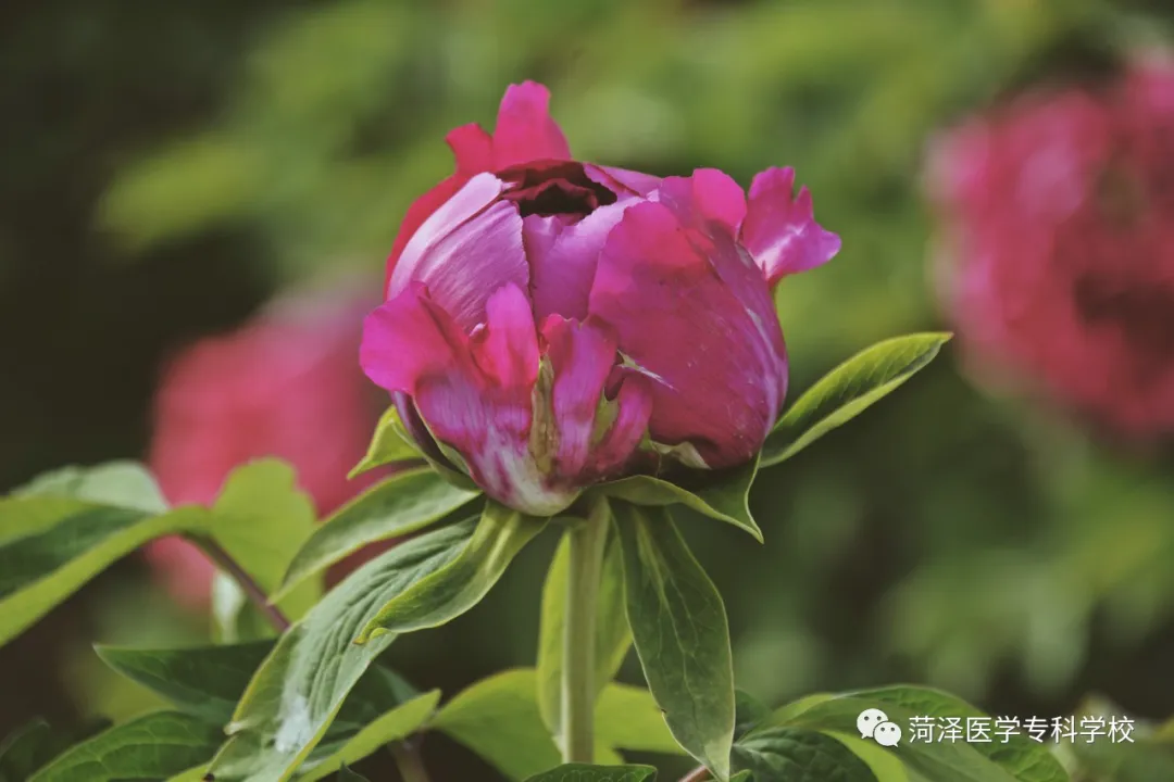 菏泽医学专科学校牡丹，又是姹紫嫣红开遍