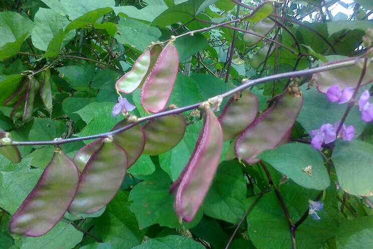 豆科植物有哪些品种中国豆类大全