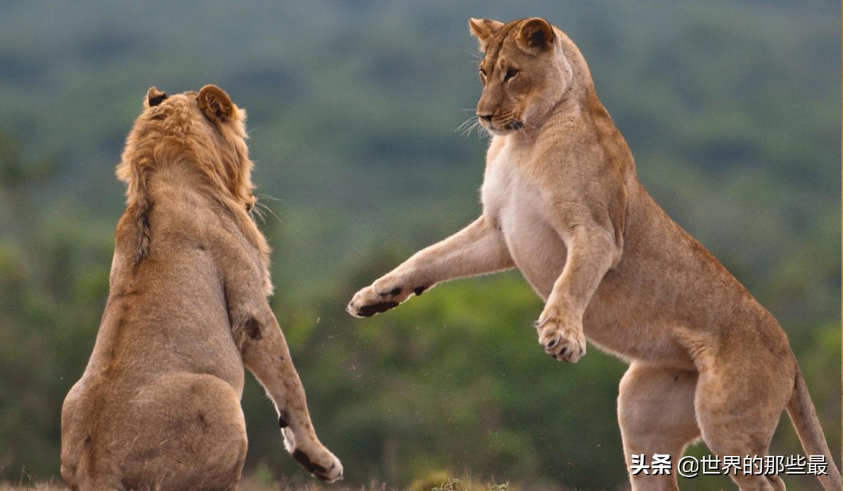 雄狮为了巩固自己的地位,会做出哪些意想不到的事?第三个最残酷