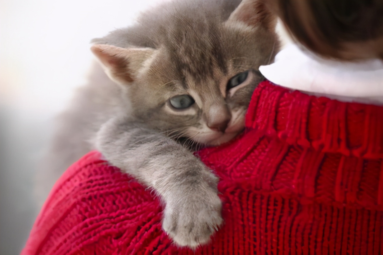 猫咪的温柔与调皮：喜欢猫的你，懂它这几种独特表现吗？