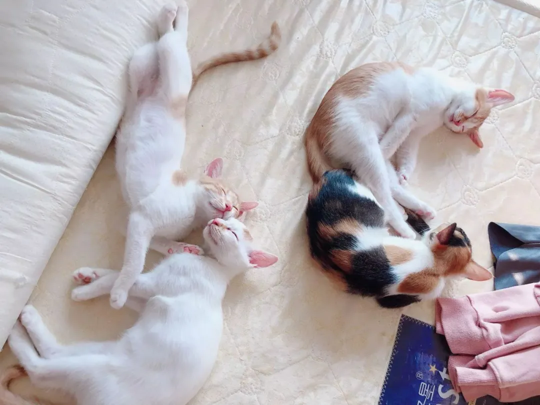 猫粮猫罐头为什么要添加动物血?吃血补血?