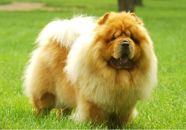 养松狮犬的6大「益处」,你喜欢吗?