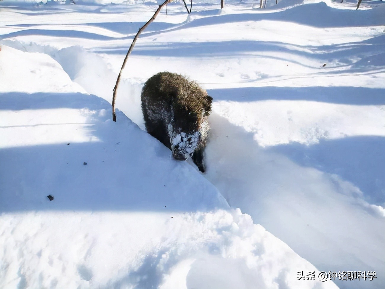 野生东北虎有多恐怖(东北或现“座冬雪”，座冬雪有多可怕？东北虎和野猪会受灾吗？)