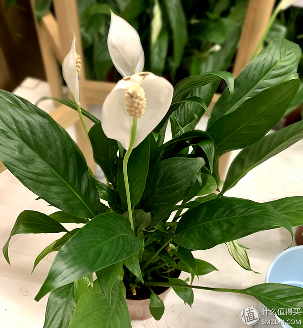 12种高颜值室内小株植物，给你一个春意盎然的家！（附养护心得）