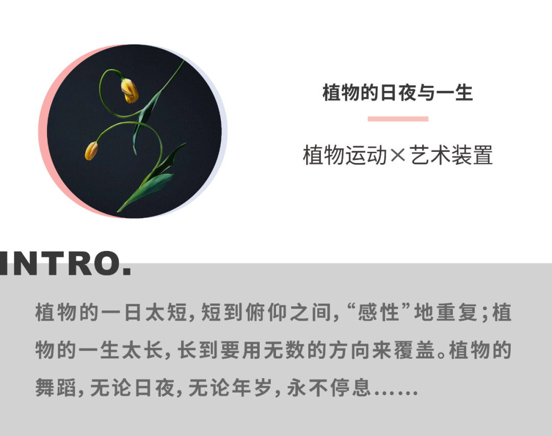 假如植物也emo，那它可能会跳舞吧？