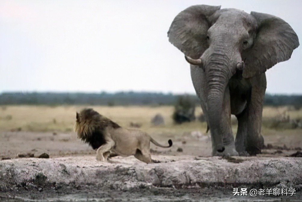 暴走的非洲公象究竟多恐怖？踢死狮王，蹂躏犀牛，凭的全是蛮力？