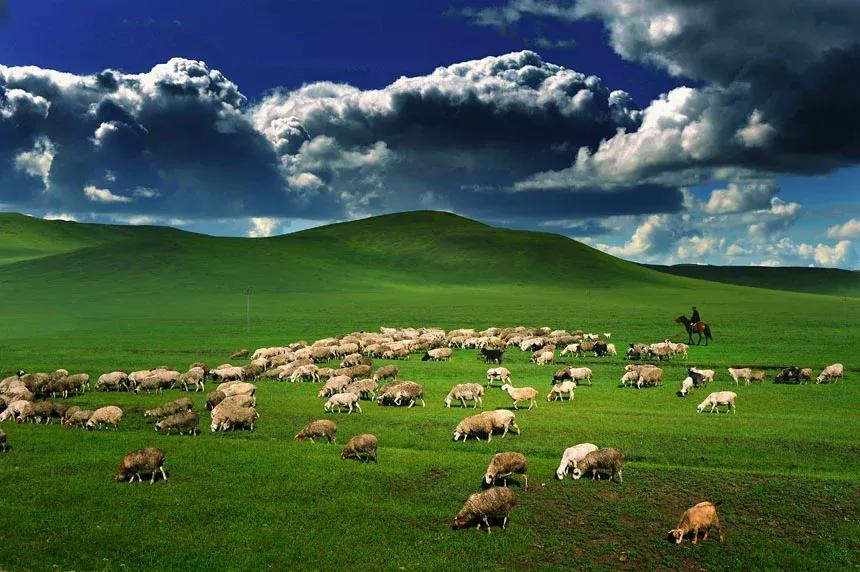 《内蒙古大草原上的羔羊》---内蒙古之行系列美文