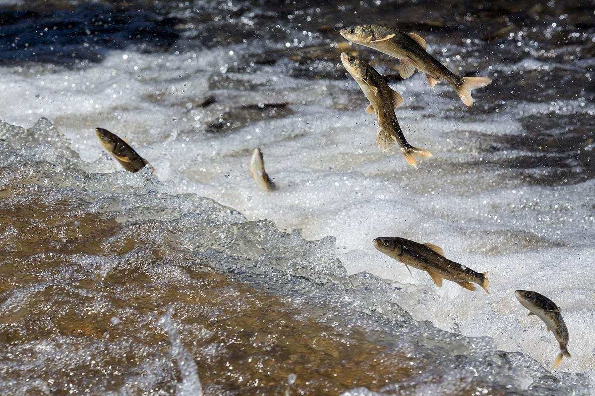 湟魚,鰉魚
