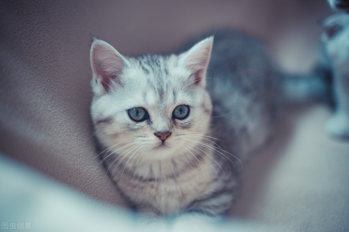 西安会计师事务所排名（四大会计师事务所招聘方式）