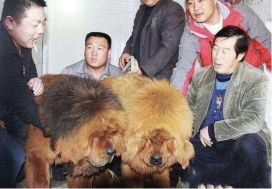 购买藏獒(昔日卖出1580万的藏獒,如今白送都没人要?到底是发生什么事?