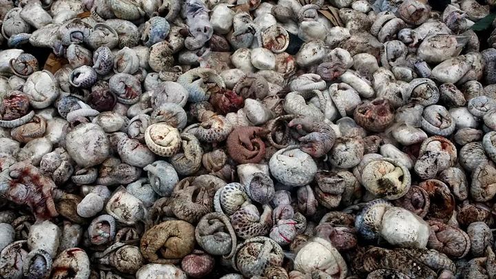 男子收购穿山甲鳞片治病，获刑3年6个月，为什么有人吃“指甲”？