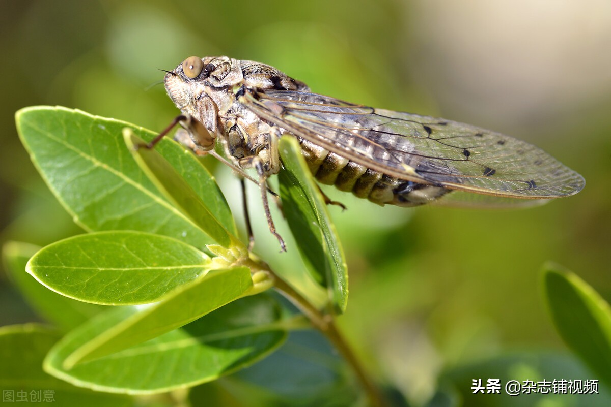 蝉为什么在夏天叫个不停