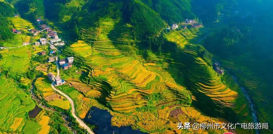 满山金色稻浪,为你换一屏秋色