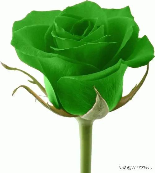 玫瑰花竟有10种颜色，你知道它们代表着不同的花语吗？