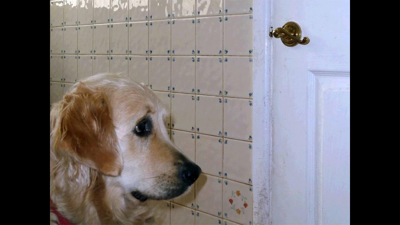 这种上古与人同葬的动物，还能帮你减肥、长寿？