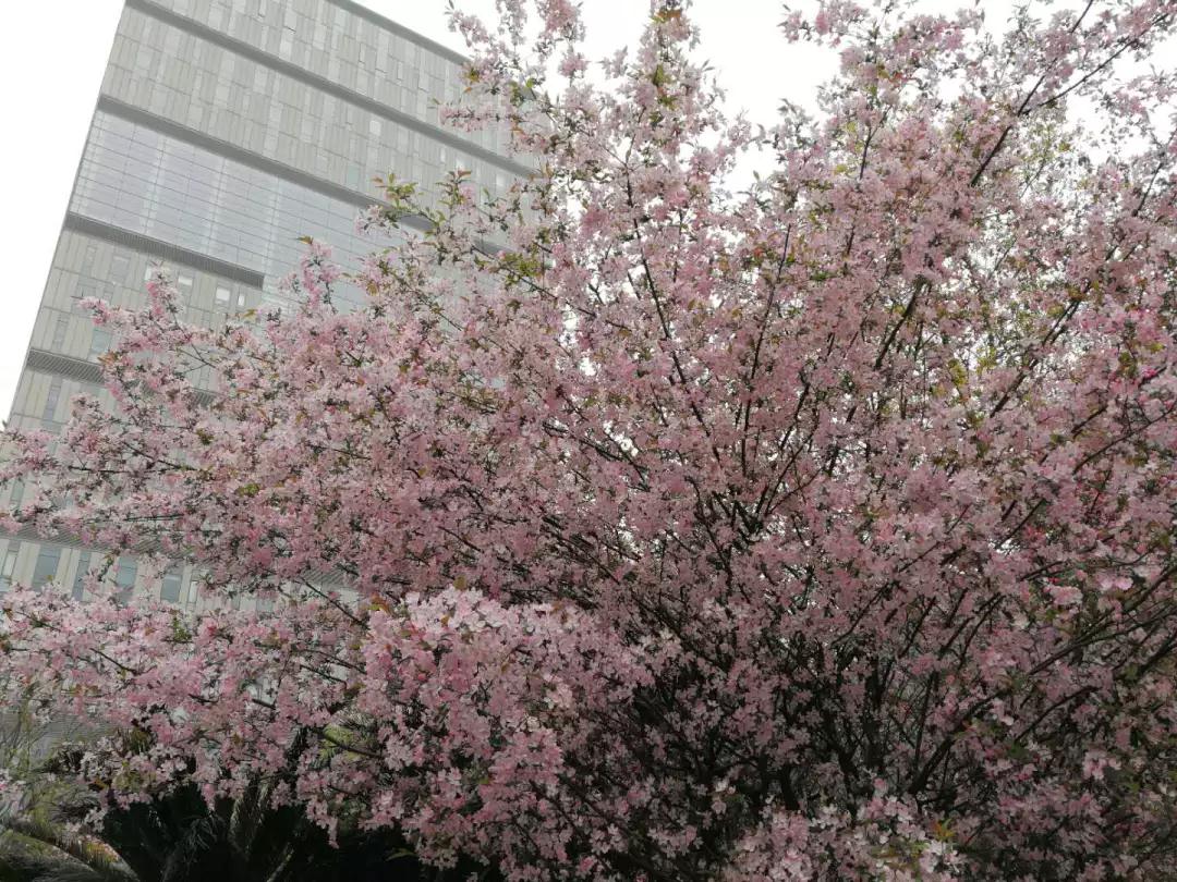 考研院校说 | 同济大学：同舟共济，同济古训！