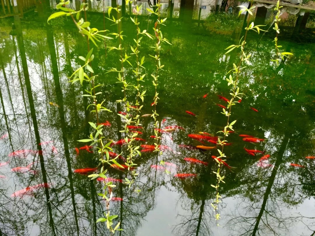 成都七中八一学校的理想教育2.0版上线，是不是你理想的教育？