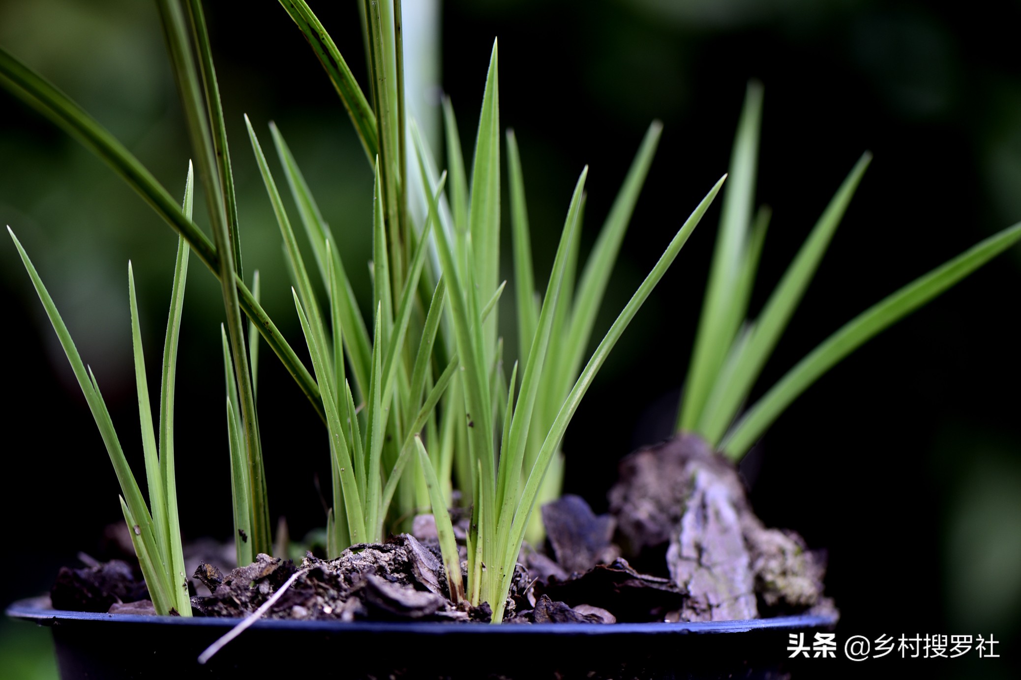 兰花怎么养才能旺盛？兰友：利用土肥水光风，养兰就容易了