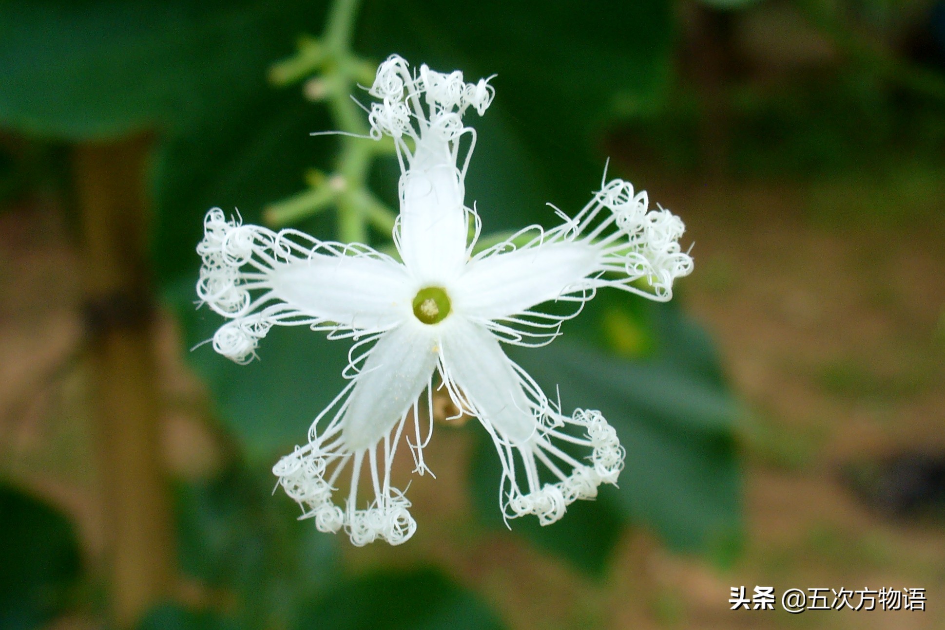 国内葫芦科蔬果全介绍