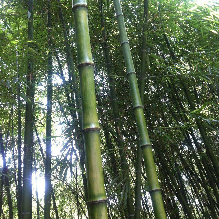 小琴丝竹图片(盘点以下45种竹子观赏图集)