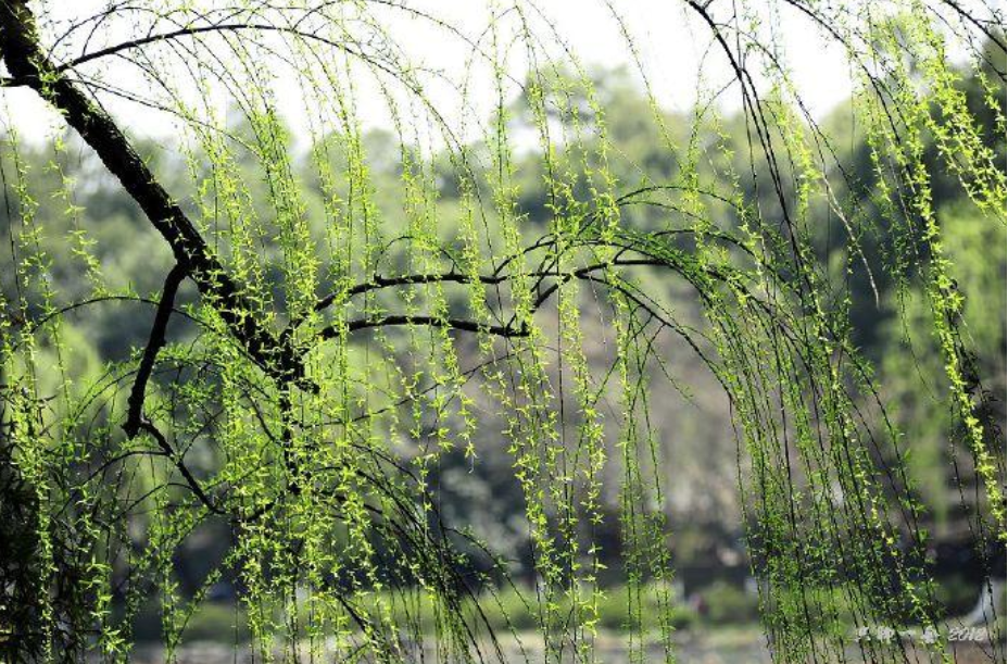 春到枝枝是绿丝，十二首咏柳的诗词，感受春天的勃勃生机
