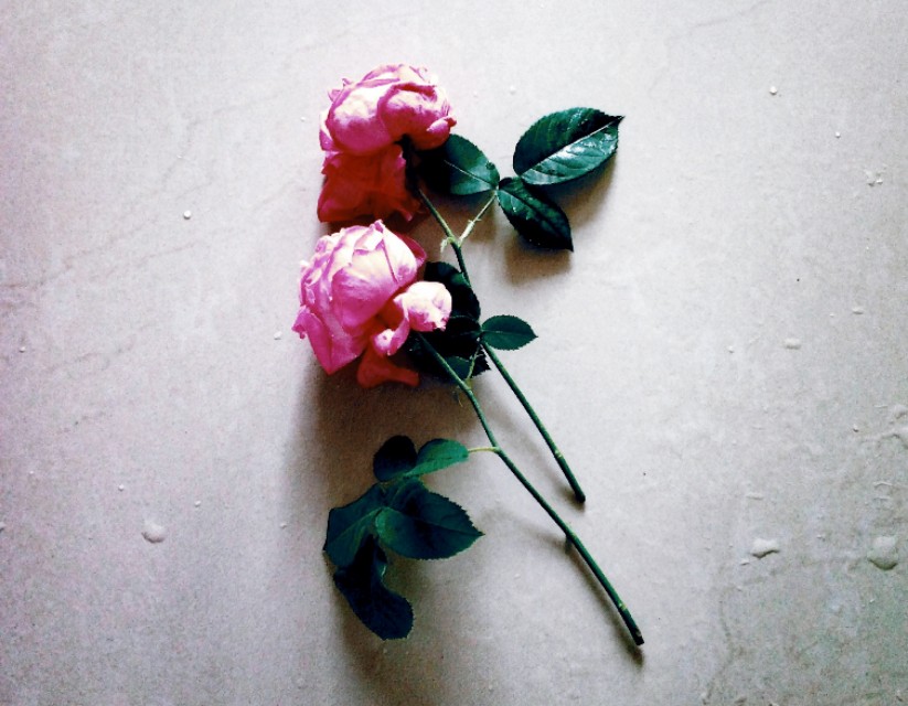 七篇中考高考满分作文：关于感恩，关于快乐，关于爱