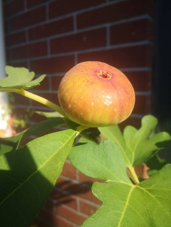 无花果开花吗(无花果开花吗图片大全)