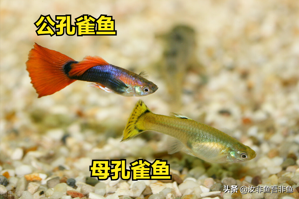孔雀鱼如何分公母?掌握关键点,稍大一些的小鱼苗就能看出公母来