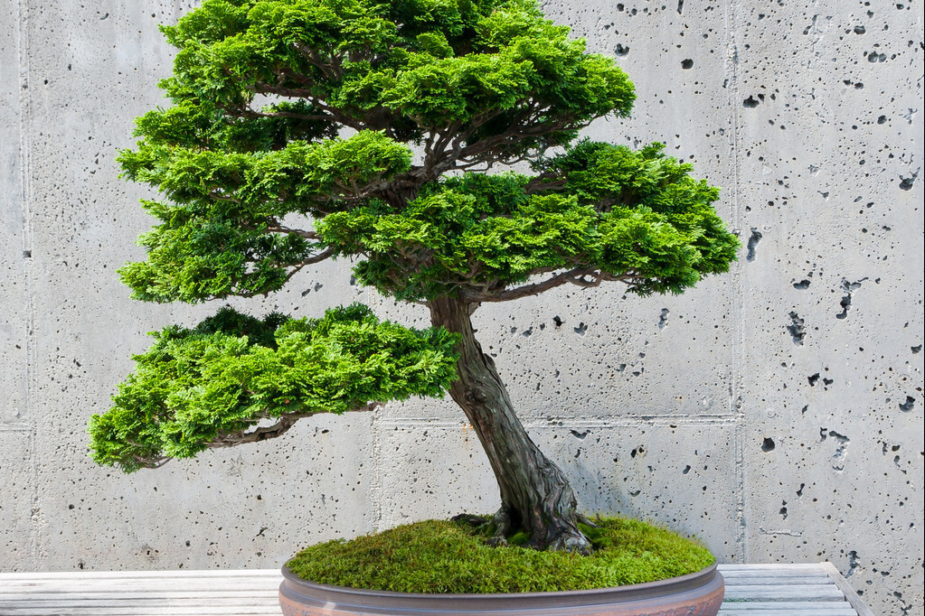 福建茶树盆景养殖方法?做到3点,新手也能养出漂亮的盆景