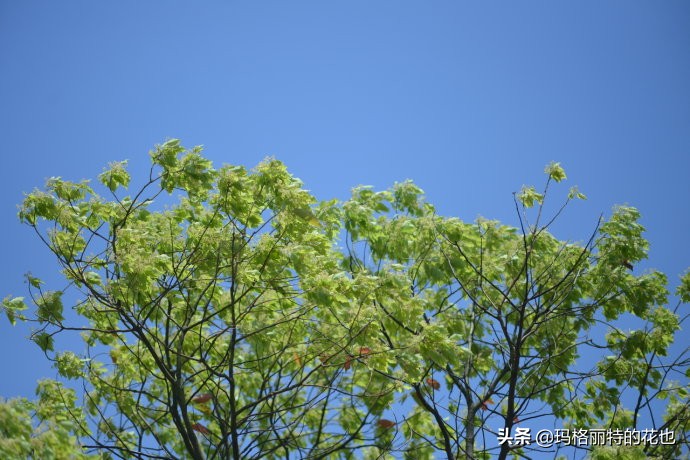 沁香中，恼人的香樟树落叶季又到了 | 植物笔记