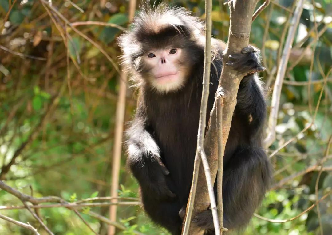 怒江片马,醉倒麂子的地方