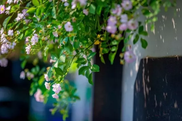 余生，想要一个院子，看花开花落