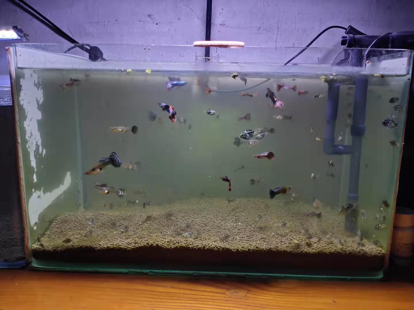 孔雀魚生小魚,孔雀魚生小魚要多久才能生完
