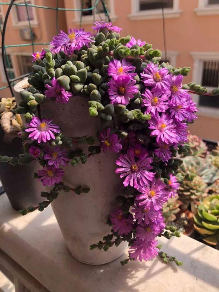 碧玉莲和鹿角海棠,往往让人分不清楚,但是妖妖觉得碧玉莲垂吊起来更加