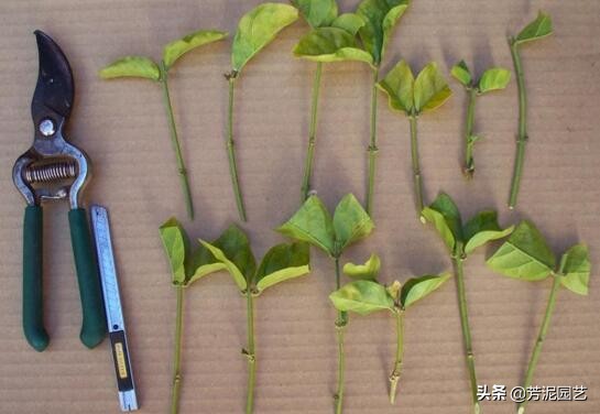 非洲茉莉修剪方法图解!