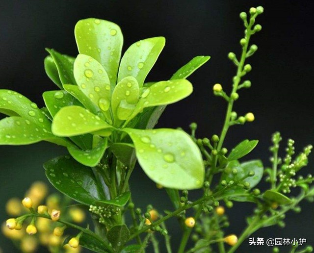 五种花香持久的花,家里养一盆,天然的空气“清新剂”