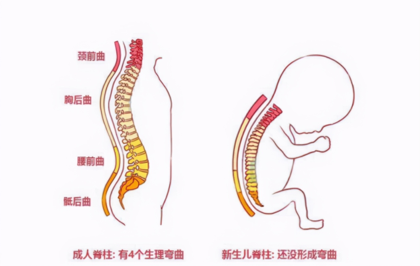 娃1岁前的脊柱很脆弱，家长了解3个关键期，呵护宝宝健康长大