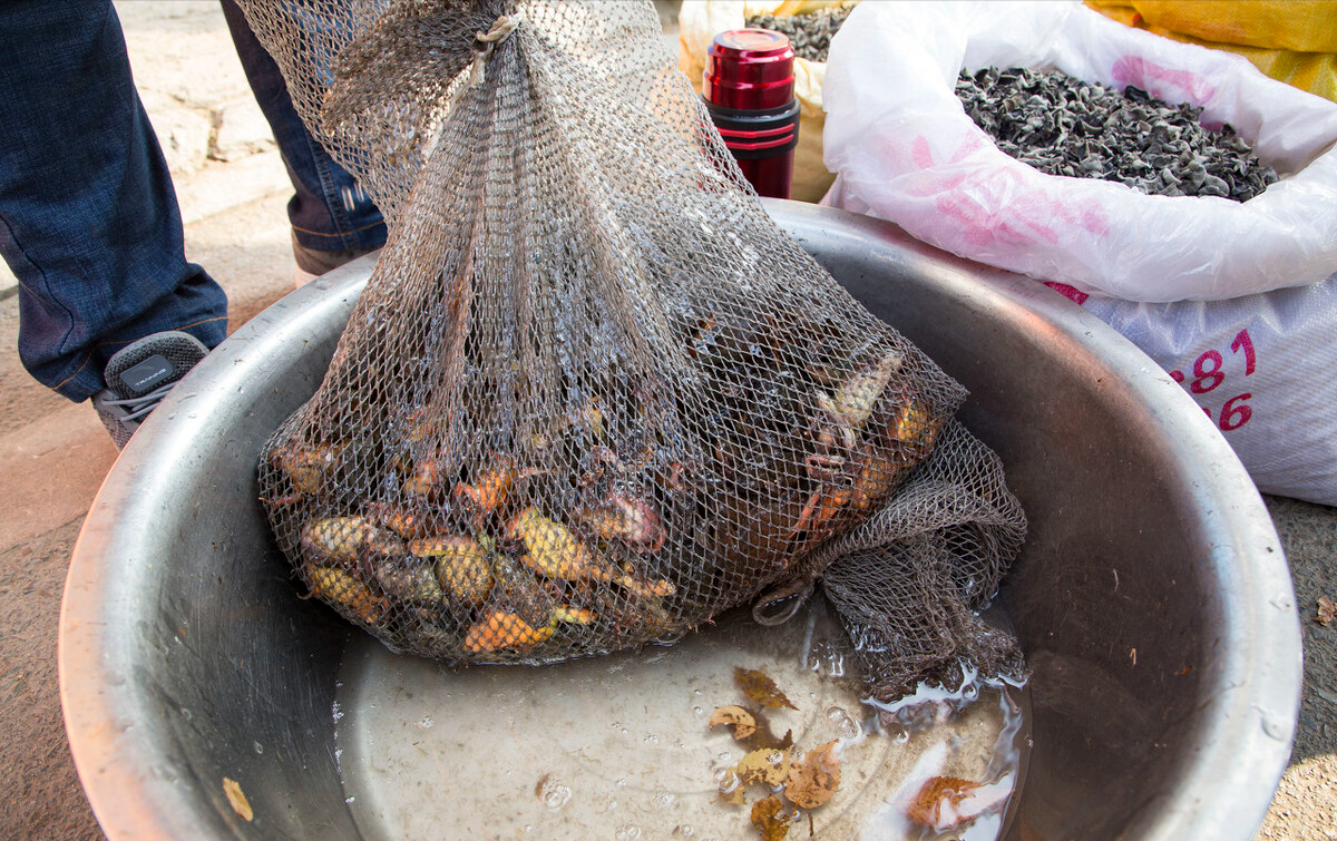 野生蛙为啥会减少该如何保护野生蛙大力发展青蛙养殖才是出路
