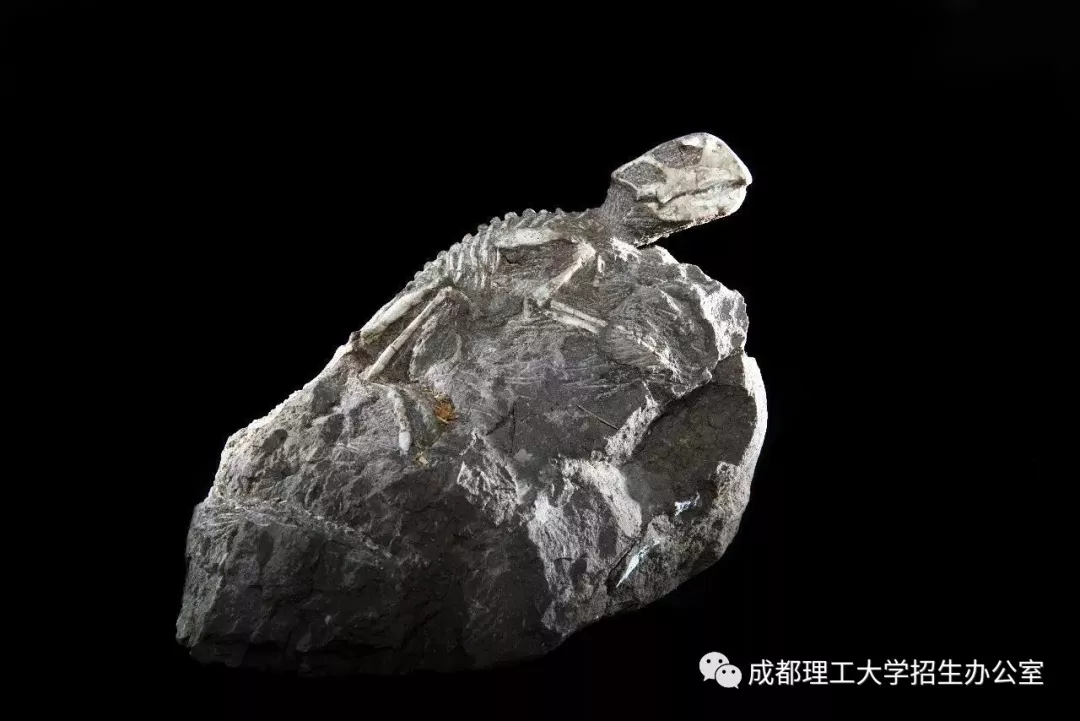 成都超“火”高校：占地2890亩，坐拥4大网红食堂，获人民日报关注！