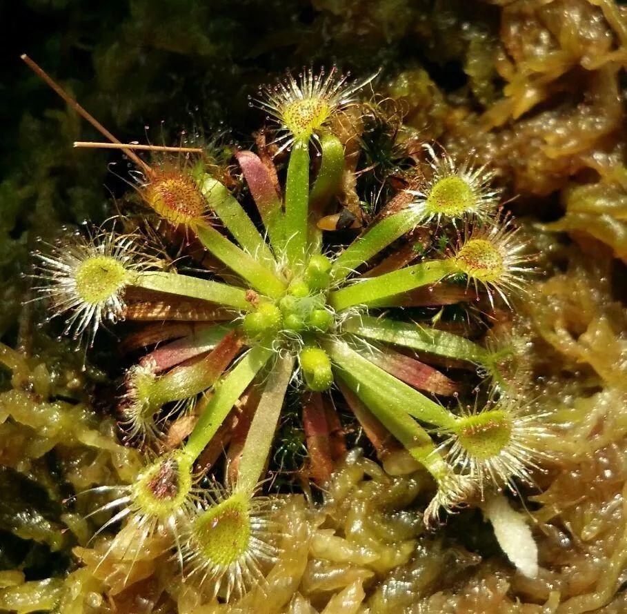 驱虫植物(12种吃蚊虫的花,养1盆,虫子全死光)
