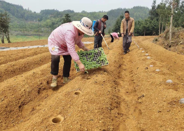 曾是常见农作物，有“黄金叶”之称的烤烟，为何现在很少人种了？