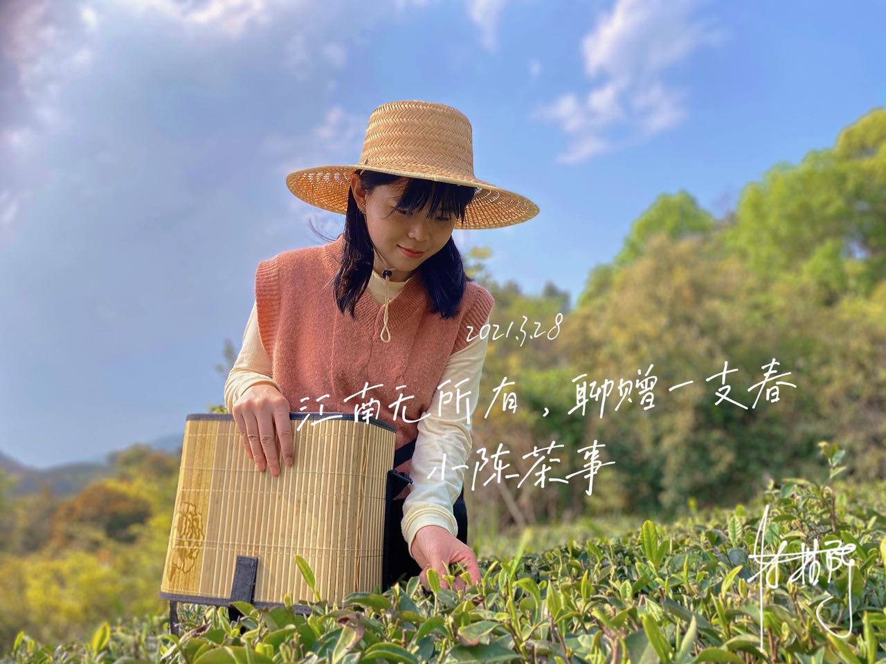 福鼎白茶、安吉白茶、云南月光白，谁才是真正的白茶，你喝对了吗