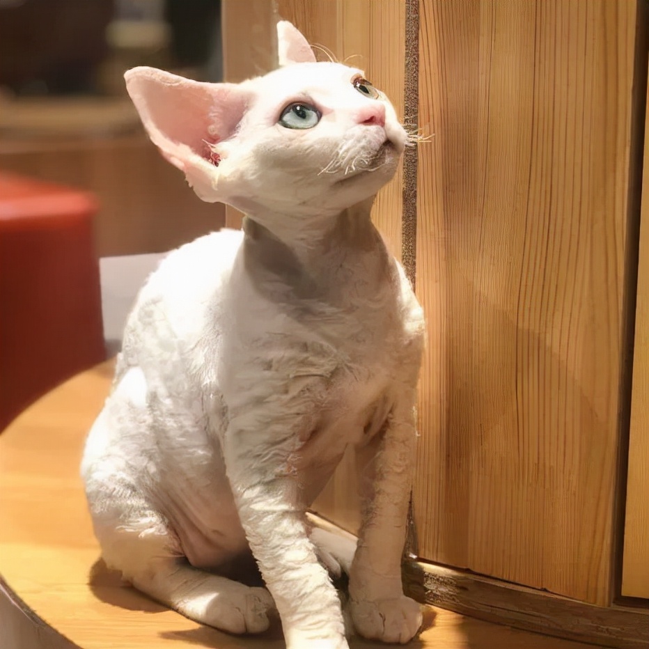 「探GAI」沈阳，那些正被猫治愈的年轻人