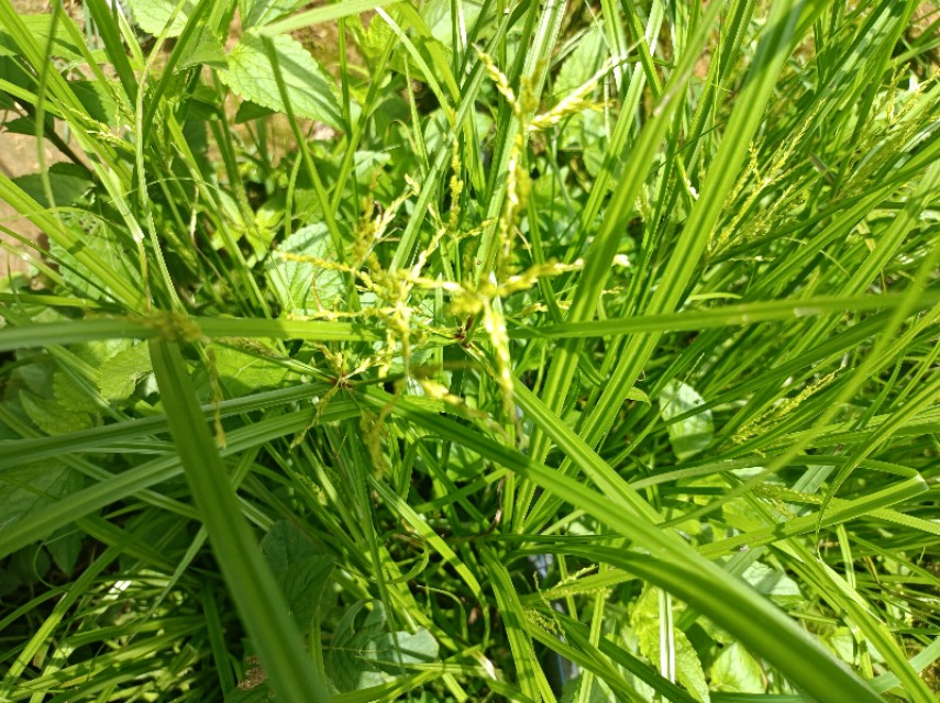 雷公头的功效与作用-我的快乐小窝