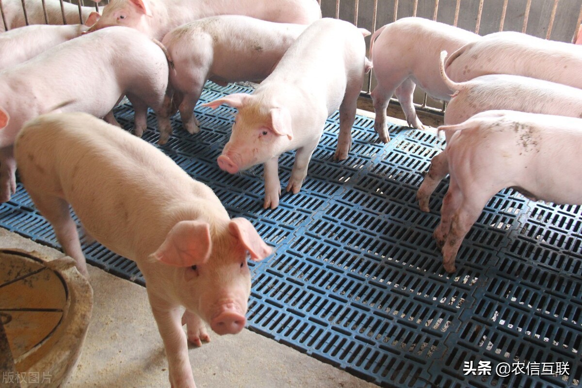 囤货、寒流支撑猪价上涨，肥猪一斤12块！但养殖户需警惕回调风险