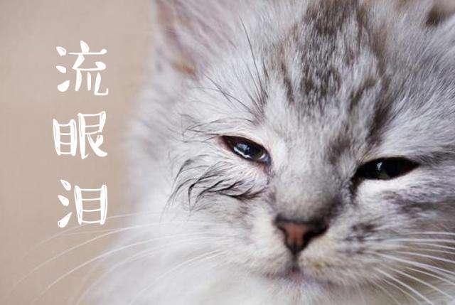 猫咪爱流眼泪是感动吗？可能是病了！猫咪常流泪该怎么护理？
