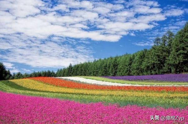 世界十大绝美花海，中国上榜两处，个个宛如仙境