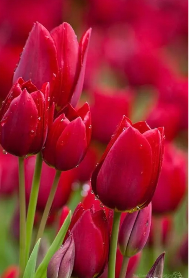 图片风景花草微信头象(手机壁纸和头像) - 赤虎壹号