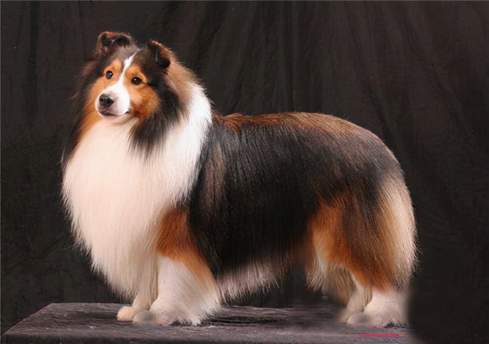 世界犬种智商排名榜前 30 名的聪明狗狗